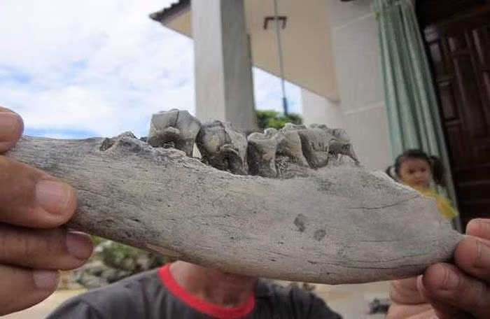 Mảnh xương hàm được cho là xương ngựa.