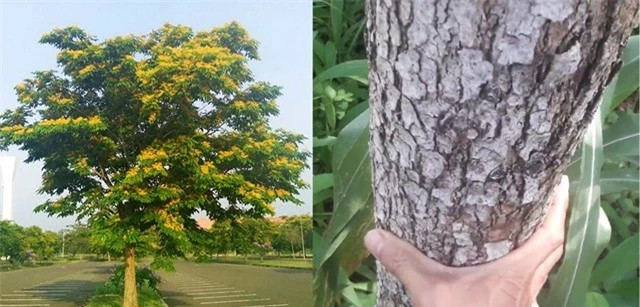 Gỗ giáng hương sở hữu những đường vân gỗ cuộn xoáy tinh xảo, màu sắc trầm ấm, hương thơm dịu nhẹ, tạo nên vẻ đẹp độc đáo và sang trọng. Mỗi đường vân gỗ như kể một câu chuyện về thời gian và sự trường tồn của thiên nhiên.