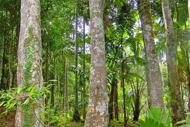 Giữa mênh mông rừng xanh, có một loài gỗ được mệnh danh là "vàng đen", sở hữu vẻ đẹp và giá trị vượt thời gian. Đó chính là gỗ giáng hương, một báu vật tự nhiên mà thiên nhiên ban tặng cho Việt Nam.
