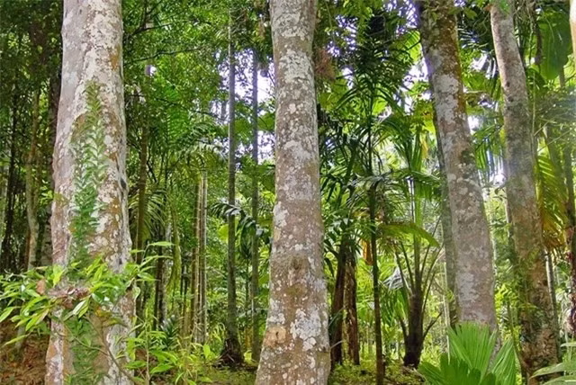 Giữa mênh mông rừng xanh, có một loài gỗ được mệnh danh là "vàng đen", sở hữu vẻ đẹp và giá trị vượt thời gian. Đó chính là gỗ giáng hương, một báu vật tự nhiên mà thiên nhiên ban tặng cho Việt Nam.