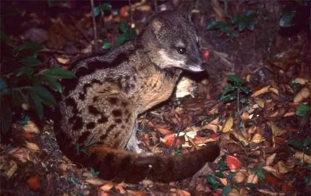 Ngo ngang loai thu nho be, nhung kha nang 