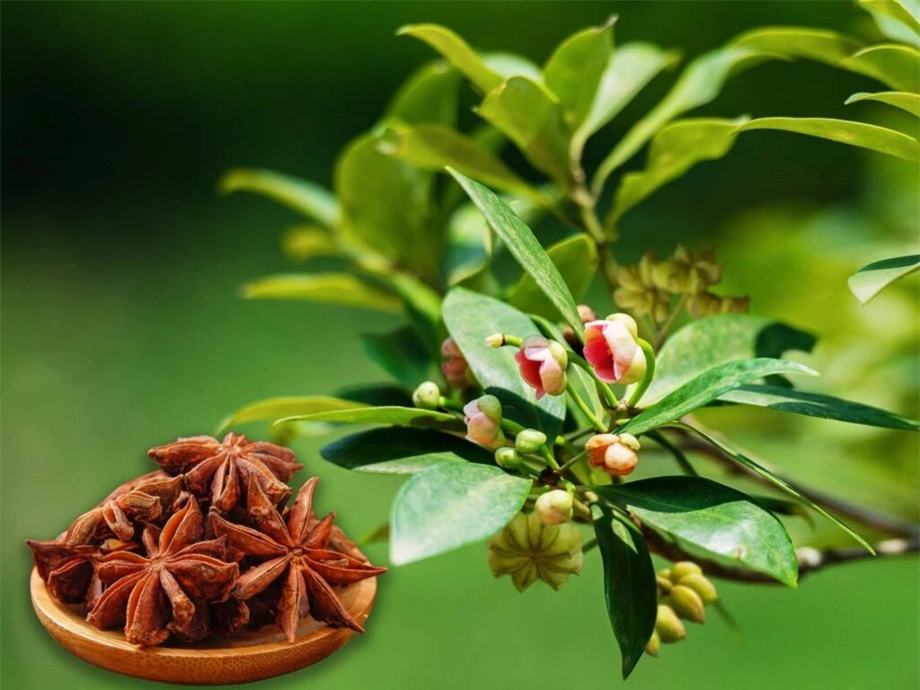 Theo Hiệp hội Hồ tiêu Việt Nam, xuất khẩu hoa hồi của Việt Nam trong tháng 6 đạt 1548 tấn, kim ngạch đạt 6,7 triệu USD, so với tháng trước lượng xuất khẩu giảm 0,8%. Prosi Thăng Long là doanh nghiệp xuất khẩu lớn nhất trong tháng chiếm 13,8% đạt 213 tấn.