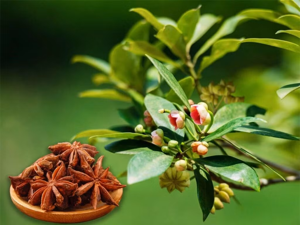 Theo Hiệp hội Hồ tiêu Việt Nam, xuất khẩu hoa hồi của Việt Nam trong tháng 6 đạt 1548 tấn, kim ngạch đạt 6,7 triệu USD, so với tháng trước lượng xuất khẩu giảm 0,8%. Prosi Thăng Long là doanh nghiệp xuất khẩu lớn nhất trong tháng chiếm 13,8% đạt 213 tấn.