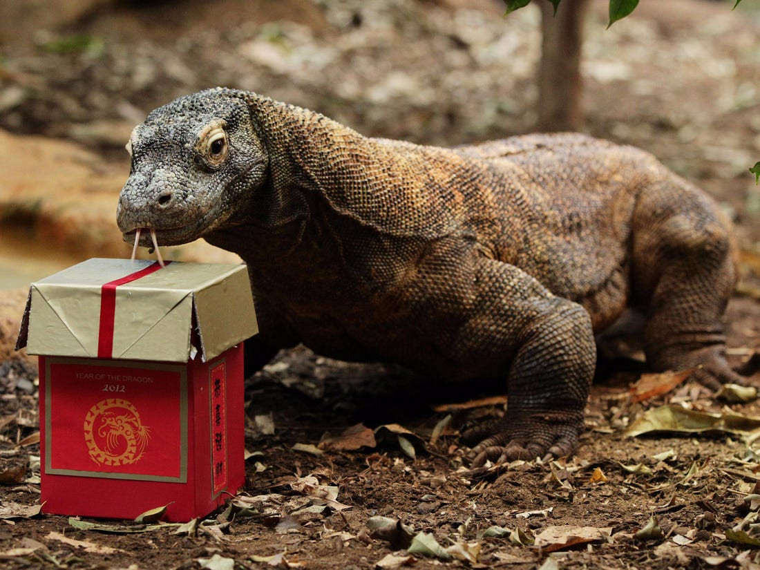 Top 7 dieu ban co the chua biet ve rong Komodo-Hinh-3