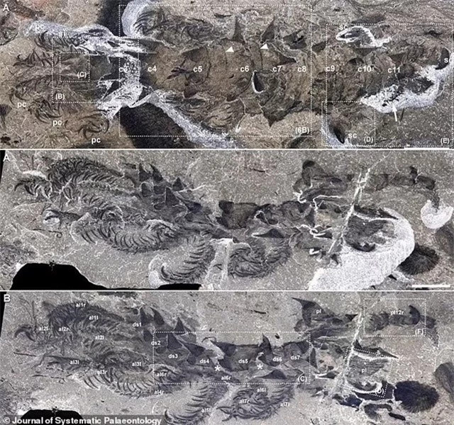 Giật mình tàn tích sinh vật có gai "ngoài hành tinh", các chi quẫy đạp - Hình 3 Giat minh tan tich sinh vat co gai