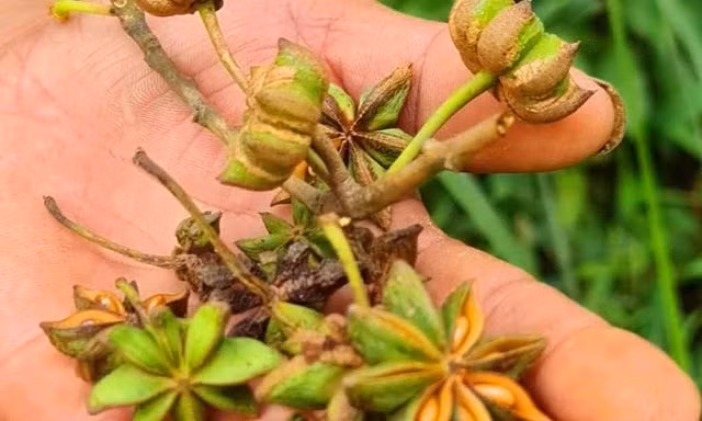 Hoa hồi vốn được sử dụng như một loại gia vị cực phẩm mà đầu bếp nào cũng sử dụng. Có hoa hồi bên trong món ăn sẽ được nâng tầm hương vị và kích thích người dùng. Ngoài ra nó còn có một số tác dụng về mặt sức khỏe như hỗ trợ điều trị các bệnh cảm lạnh, đau đầu, đau bụng. Một số các bệnh khác như nấm da, ghẻ lở , long đờm cũng giảm rõ rệt.