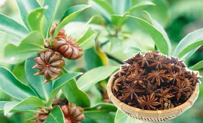 Với hoa hồi, Việt Nam là nhà cung cấp tiềm năng cho thị trường gia vị và hương liệu thế giới - trị giá đạt 21,3 tỷ USD vào năm 2021 và sẽ tăng lên 27,4 tỷ USD vào năm 2026.