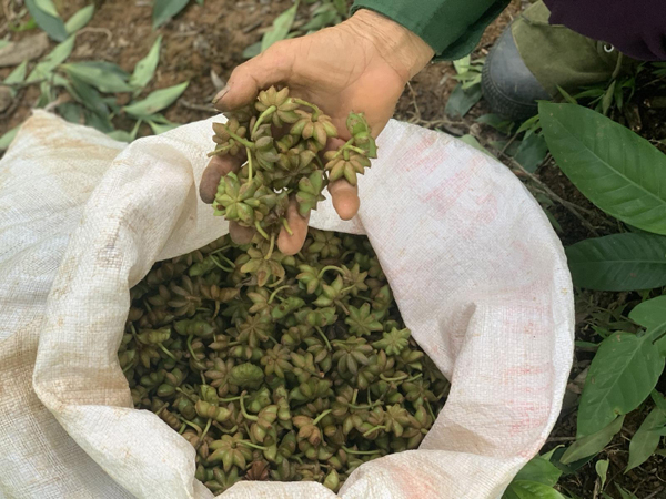 Trong các thị trường nước ngoài Ấn Độ là thị trường xuất khẩu lớn nhất của hoa hồi Việt Nam với 4410 tấn, chiếm 63% trong tổng số các nhà nhập khẩu của Việt Nam.