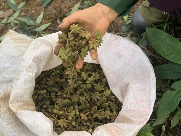 Trong các thị trường nước ngoài Ấn Độ là thị trường xuất khẩu lớn nhất của hoa hồi Việt Nam với 4410 tấn, chiếm 63% trong tổng số các nhà nhập khẩu của Việt Nam.