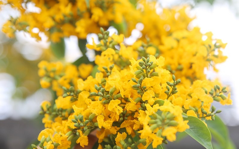 Với tuổi thọ lên đến hàng trăm năm, gỗ giáng hương không chỉ là một loại vật liệu quý hiếm trong sản xuất đồ gỗ mỹ nghệ mà còn mang ý nghĩa văn hóa sâu sắc.