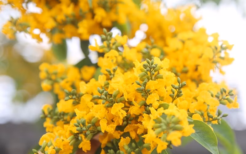 Với tuổi thọ lên đến hàng trăm năm, gỗ giáng hương không chỉ là một loại vật liệu quý hiếm trong sản xuất đồ gỗ mỹ nghệ mà còn mang ý nghĩa văn hóa sâu sắc.