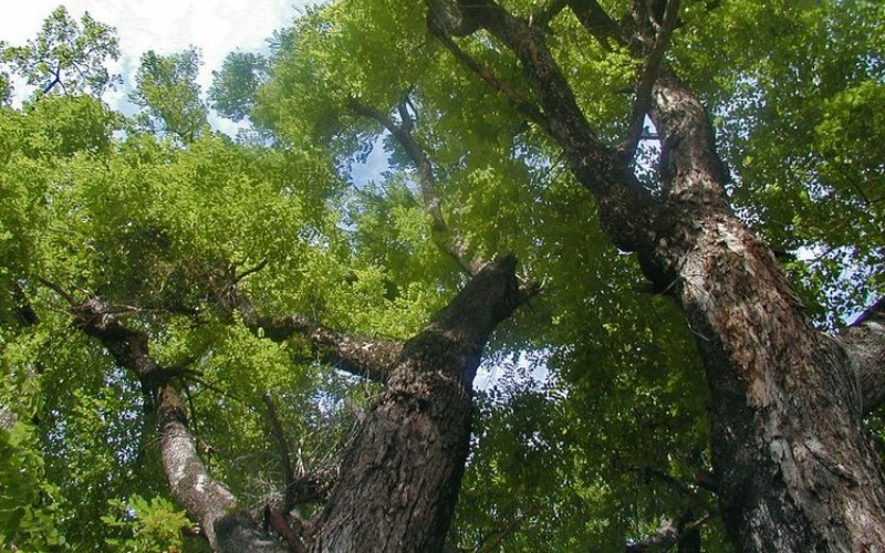 Gỗ giáng hương được sử dụng để chế tác các sản phẩm cao cấp như đồ nội thất, tượng gỗ, đồ mỹ nghệ, mang đến giá trị thẩm mỹ và kinh tế cao cho người sở hữu.