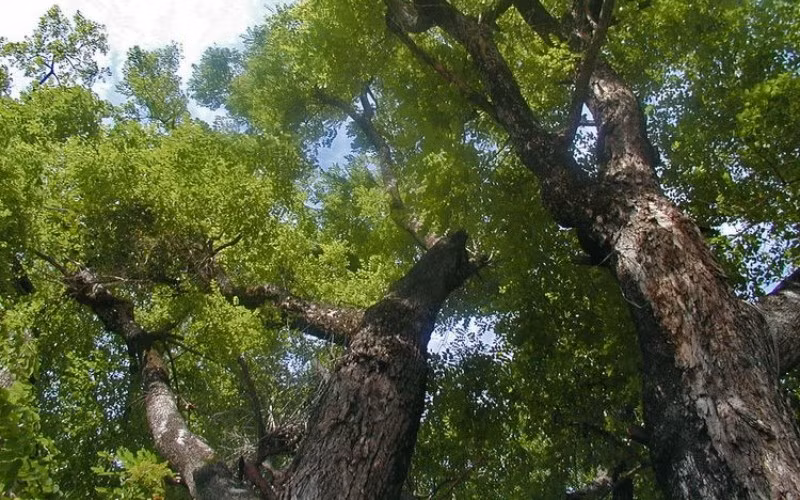 Gỗ giáng hương được sử dụng để chế tác các sản phẩm cao cấp như đồ nội thất, tượng gỗ, đồ mỹ nghệ, mang đến giá trị thẩm mỹ và kinh tế cao cho người sở hữu.