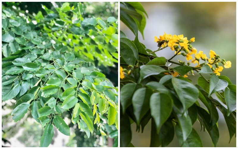 Trên thị trường 1 cây gỗ giáng hương cổ thụ có thể có giá lên đến hàng chục tỷ đồng, thậm chí hàng trăm tỷ đồng tùy thuộc vào kích thước, tuổi đời và vân gỗ. 