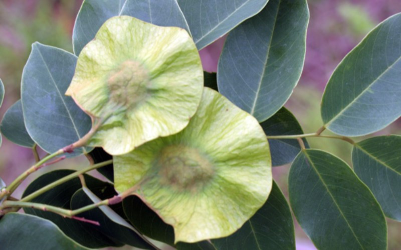 br/> Gỗ giáng hương có tên khoa học làPterocarpus macrocarpus, giáng hương thuộc họ Đậu. Loại gỗ này phân bố ở nhiều quốc gia như Myanmar, Campuchia, Lào, Thái Lan, Trung Quốc và Việt Nam. Ở Việt Nam, gỗ giáng hương được tìm thấy ở nhiều địa phương như Phú Yên, Kon Tum, Đắk Lắk, Khánh Hòa, Tây Ninh, Bình Dương và Đồng Nai.