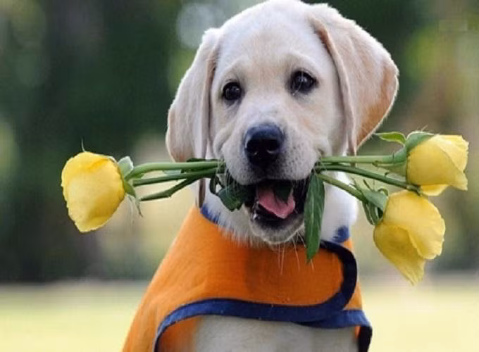 Hãy biến mình thành vườn hoa tươi đẹp, rực rỡ sắc màu thì không có ong hay bướm nào có thể từ chối sức hút từ bạn cả. Thế nên nếu tình duyên chưa đủ may mắn thì việc duy nhất cần làm đó là cải thiện bản thân mỗi ngày.