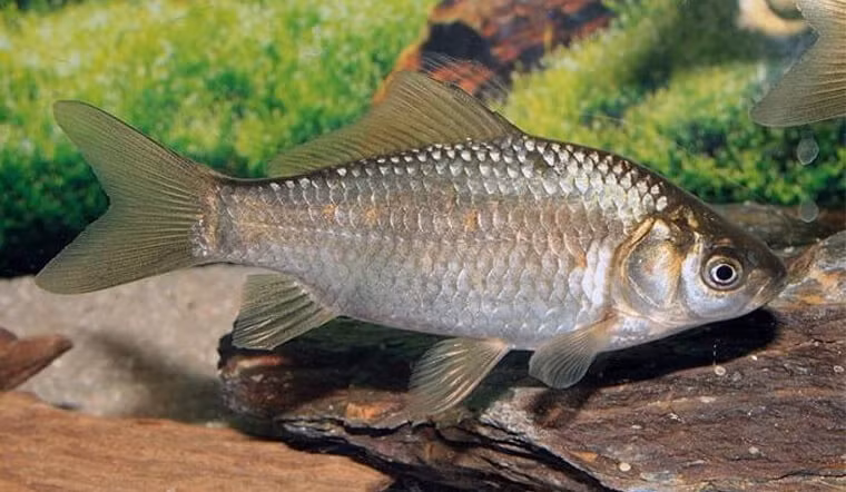  Mua cá không mua cá diếc: Cá diếc, một loại cá nước ngọt được ưa chuộng, nổi tiếng với thịt mềm, thơm ngọt, nhưng cũng chứa nhiều xương dăm, là không phù hợp cho trẻ nhỏ vì có thể gây nguy hiểm khi bị mắc kẹt trong cổ họng.