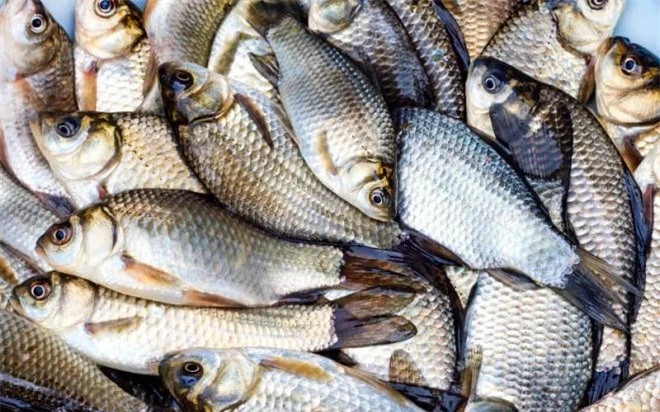 Đặc điểm này đã tạo ra nguyên tắc "mua cá không mua cá diếc" trong truyền thống. Mặc dù cá diếc có giá trị dinh dưỡng cao, nhưng trong quá khứ, khi điều kiện sống khó khăn, người dân thường ưu tiên mua cá có nhiều thịt để tiết kiệm chi phí.