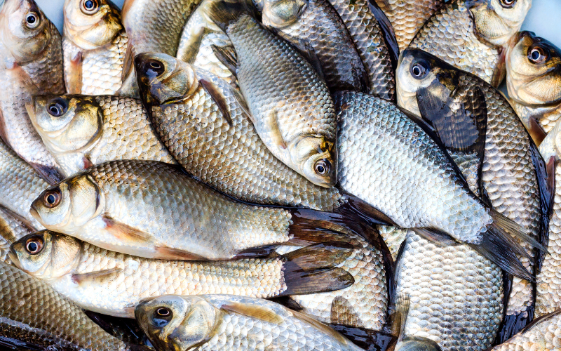  Canh cá diếc không chỉ mang lại dưỡng chất mà còn có tác dụng tích cực đối với âm bổ thận, là một lựa chọn có lợi cho sức khỏe toàn diện.