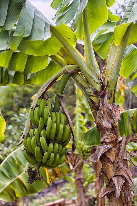 Tai sao mit mang y nghia phong thuy tot nhung khong nen trong truoc nha?-Hinh-3