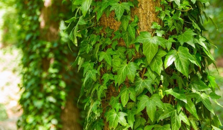 Cây thường xuân phát triển rất nhanh và cũng có khả năng chịu lạnh tương đối. Ngay cả ở những nơi lạnh hơn, cây thường xuân vẫn có thể phát triển bình thường.