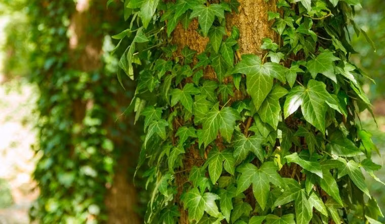 Cây thường xuân phát triển rất nhanh và cũng có khả năng chịu lạnh tương đối. Ngay cả ở những nơi lạnh hơn, cây thường xuân vẫn có thể phát triển bình thường.