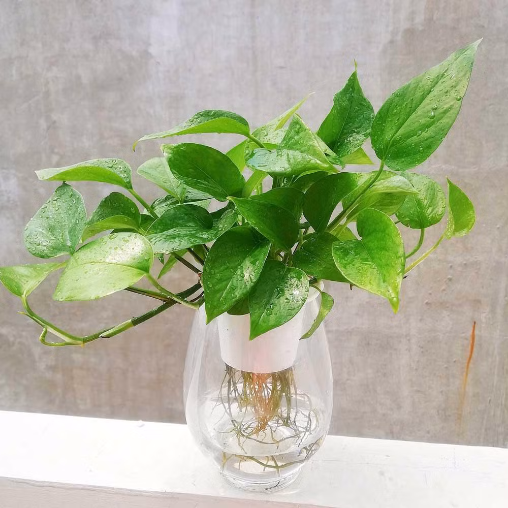 Trồng trầu bà trong nhà, chắc chắn không khí sẽ trở nên trong lành và dễ chịu. Cây cảnh này tương đối nhỏ và có thể trồng trong những chậu hoa nhỏ.