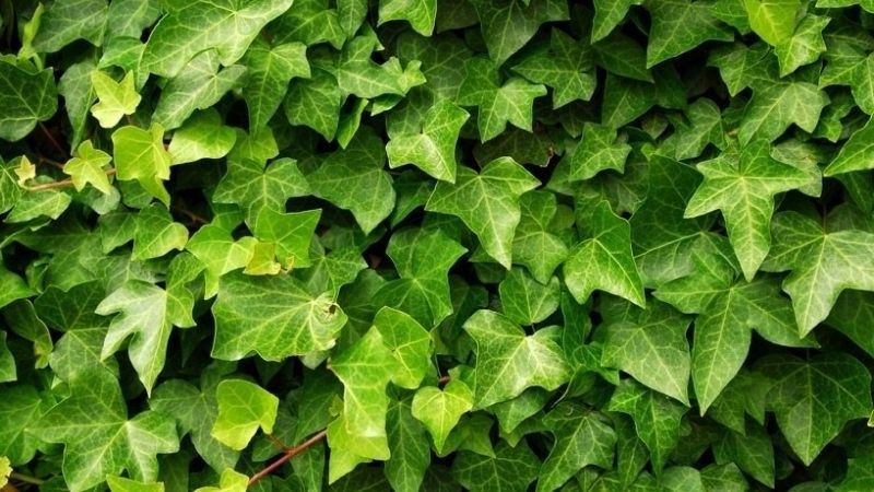  Thường xuân là cây cảnh có khả năng leo trèo mạnh mẽ, thậm chí có thể được trồng trong sân và được phép mọc dọc theo các bức tường. Chúng sẽ nhanh chóng phủ kín các bức tường, thậm chí cả ngôi nhà mà chúng bám vào.