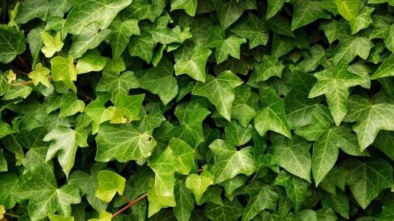  Thường xuân là cây cảnh có khả năng leo trèo mạnh mẽ, thậm chí có thể được trồng trong sân và được phép mọc dọc theo các bức tường. Chúng sẽ nhanh chóng phủ kín các bức tường, thậm chí cả ngôi nhà mà chúng bám vào.