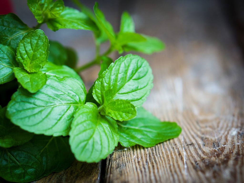  Chỉ cần ngắt vài cọng bạc hà cắm xuống đất là chúng có thể phát triển thành cây mới. Chúng cũng có thể được trồng thủy canh, tuy nhiên tốc độ phát triển sẽ chậm hơn.