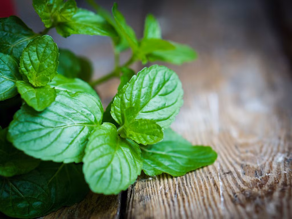  Chỉ cần ngắt vài cọng bạc hà cắm xuống đất là chúng có thể phát triển thành cây mới. Chúng cũng có thể được trồng thủy canh, tuy nhiên tốc độ phát triển sẽ chậm hơn.