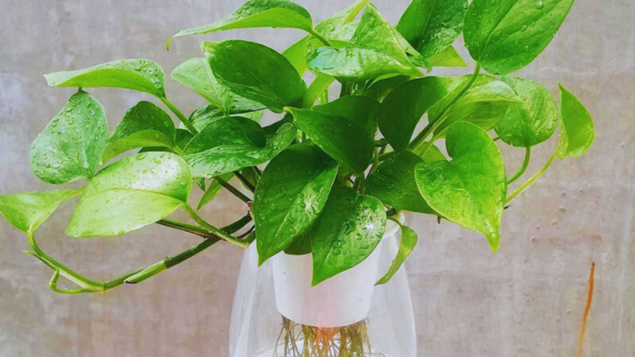 Nếu nhà bạn có không gian rộng, bạn có thể trồng nhiều chậu hơn. Cây cảnh này cũng không khó để phát triển, chỉ cần tưới nước và thi thoảng bón phân, thay chậu. Nếu bạn muốn sạch sẽ có thể trồng thủy canh.