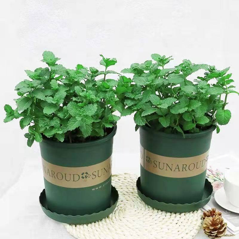 ##ss###style="font-size: 16px;">2. Cây cảnh: Bạc hà: Cây bạc hà là một loại cây trồng trong chậu nhỏ rất tươi mát với vẻ ngoài nhỏ nhắn và tinh tế. Cây có thể trồng treo hoặc trồng trong chậu đặt trên bàn nhìn rất trang nhã. 