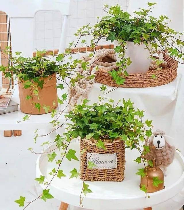 br/> 4. Cây cảnh: Thường xuân: Nếu trầu bà là chuyên gia thanh lọc không khí thì cây thường xuân chắc chắn là bậc thầy. Các nghiên cứu đã chỉ ra rằng, cây cảnh thường xuân có khả năng hấp thụ các chất có hại mạnh hơn trầu bà. Lá của loại cây này có hình dáng kỳ dị, cành có thể mọc rất dài. Trồng nó trong chậu hoa và treo để bảo dưỡng. 