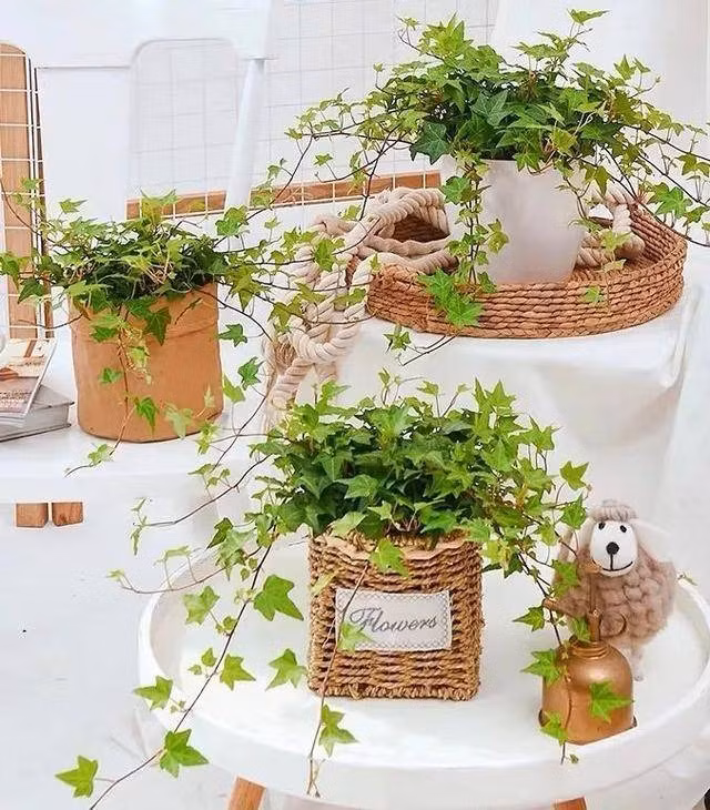 br/> 4. Cây cảnh: Thường xuân: Nếu trầu bà là chuyên gia thanh lọc không khí thì cây thường xuân chắc chắn là bậc thầy. Các nghiên cứu đã chỉ ra rằng, cây cảnh thường xuân có khả năng hấp thụ các chất có hại mạnh hơn trầu bà. Lá của loại cây này có hình dáng kỳ dị, cành có thể mọc rất dài. Trồng nó trong chậu hoa và treo để bảo dưỡng. 