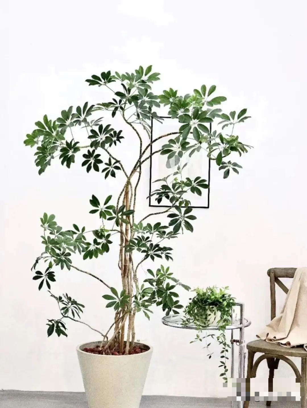 br/> Cây cảnh này có nghĩa là thu hút sự giàu có và thu tiền thiên hạ, gom kho báu từ tứ phía. Nhiều doanh nghiệp, công ty sẽ đặt cây cảnh này ở lối vào hoặc bên trong nhà với hy vọng thu hút được nhiều tài lộc.