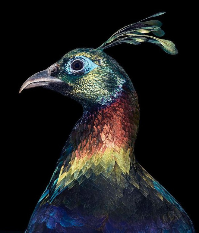 br/> Himalayan Monal: Himalayan Monal hay còn gọi là Chim trĩ Himalaya chúng được coi là Quốc điểu của Nepal với bộ lông vô cùng sặc sỡ và quý tộc.