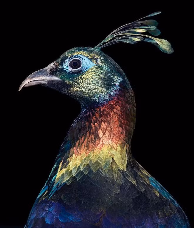 br/> Himalayan Monal: Himalayan Monal hay còn gọi là Chim trĩ Himalaya chúng được coi là Quốc điểu của Nepal với bộ lông vô cùng sặc sỡ và quý tộc.