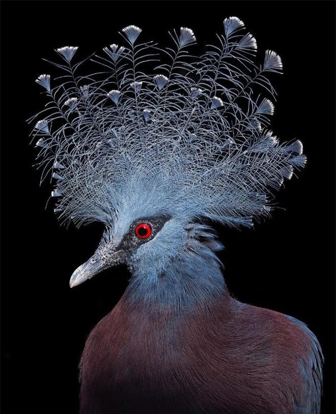 br/> Victoria Crowned Pigeon