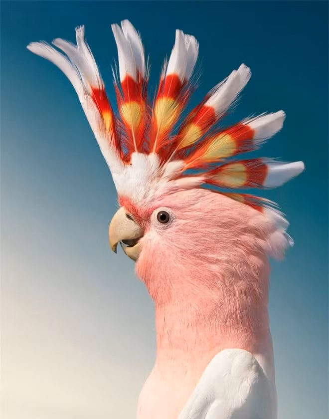 br/> Major MitchellMajor Mitchell là một loài vẹt rất dễ thuần hóa và rất quấn chủ, chúng nổi tiếng là giống chim “chỉ có một chủ”. Northern Red Cardinal 