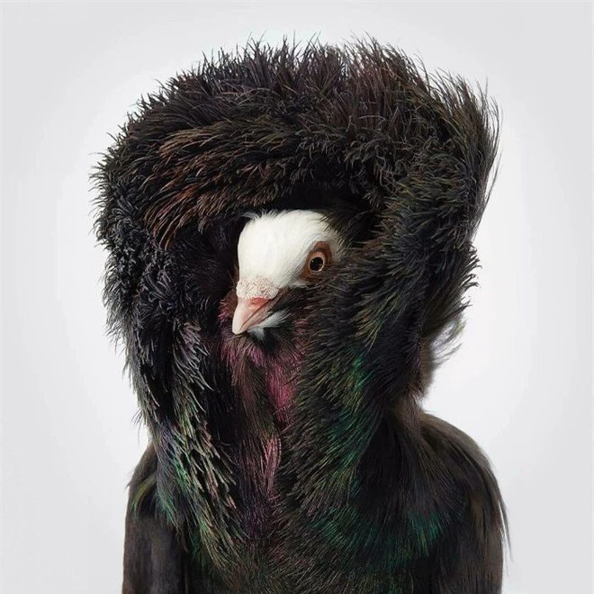 br/> Black Jacobin Pigeon