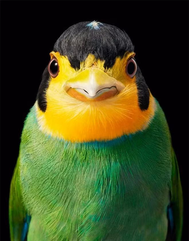 br/> Longtail Broadbill: Đây là một loài chim trong họ Eurylaimidae và được biết tới với cái tên khác là Mỏ rộng xanh sinh sống ở Hymalaya, Đông Nam Á. 