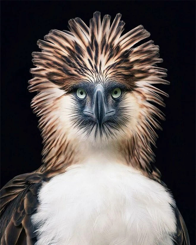 br/> Philippine Eagle: Đại bàng Philippines, còn được gọi là Đại bàng lớn Philippine hay Đại bàng ăn thịt khỉ, là một trong những loài chim cao nhất, hiếm nhất, lớn nhất, mạnh mẽ nhất thế giới. Loài chim này được coi là Quốc điểu của đất nước Philippines.