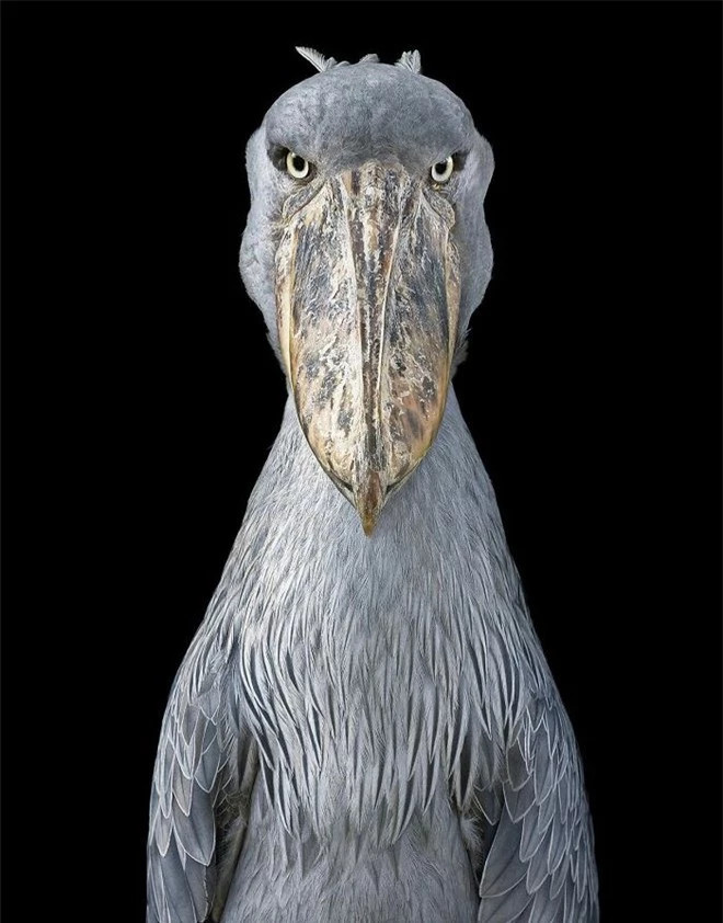 br/> Shoebill: Cò mỏ giày là một loài chim thuộc họ Balaenicipitidae. Cò mỏ giày tạo thành họ đơn loài Balaenicipitidae, thường được đặt trong bộ Ciconiiformes truyền thống, nhưng thực tế nó là dòng dõi rất khác biệt của bộ Pelecaniformes. Con chim trưởng thành cao 115 - 150 cm, dài 100 - 140 cm, sải cánh dài 230 - 260 cm và nặng 4 - 7 kg.
