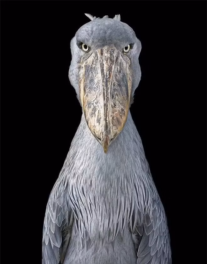 br/> Shoebill: Cò mỏ giày là một loài chim thuộc họ Balaenicipitidae. Cò mỏ giày tạo thành họ đơn loài Balaenicipitidae, thường được đặt trong bộ Ciconiiformes truyền thống, nhưng thực tế nó là dòng dõi rất khác biệt của bộ Pelecaniformes. Con chim trưởng thành cao 115 - 150 cm, dài 100 - 140 cm, sải cánh dài 230 - 260 cm và nặng 4 - 7 kg. 