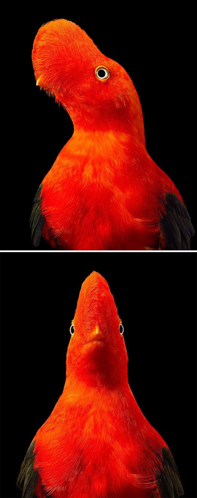 br/> Andean Cock Of The Rock: Nó còn được gọi với cái tên khác là Rupicola peruvianus, chúng là một loài chim kích thước trung bình trong họ Cotingidae, gốc ở các khu rừng sương mù Andes thuộc Nam Mỹ. Nó là quốc điểu của Peru.
