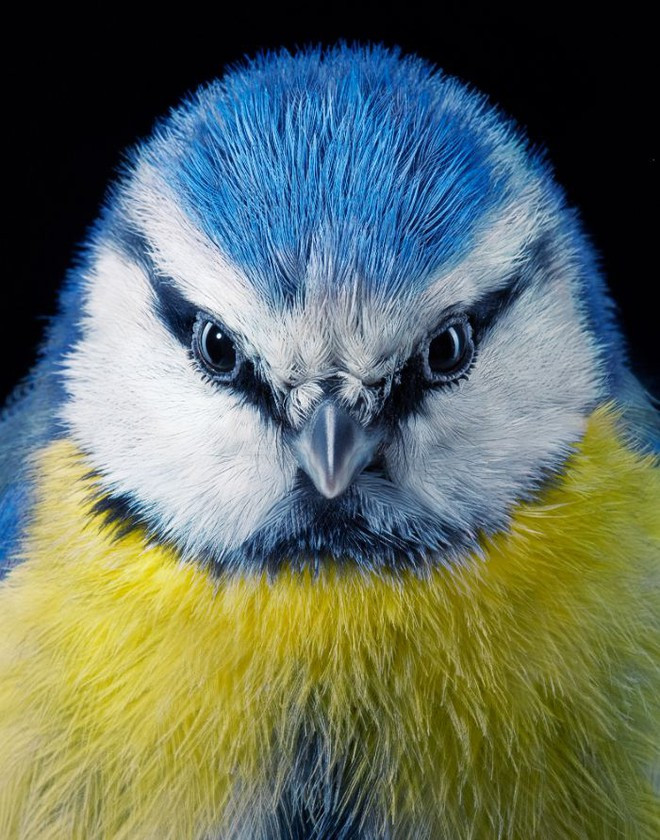 Blue Tit: Blue Tit còn được biết tới với cái tên là Sẻ ngô xanh, chúng là một loài chim trong họ Paridae. Loài chim này dễ nhận ra với bộ lông màu xanh da trời vàng. Con trống có một đốm trên đầu phản chiếu tia cực tím, được chúng phô bày trước con mái qua tư thế xù lông ở phía gáy.