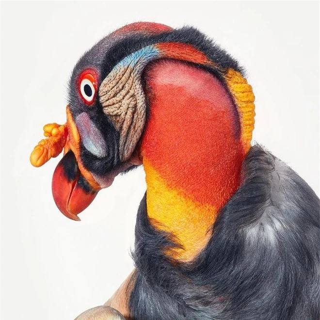 br/> King Vulture: Kền kền vua là một loài chim thuộc họ Kền kền Tân thế giới. Kền kền vua có phạm vi sinh sống từ miền nam México tới miền bắc Argentina. Loài kền kền này sống chủ yếu ở các khu rừng đất thấp nhiệt đới trải dài từ miền Nam Mexico tới miền bắc Argentina.