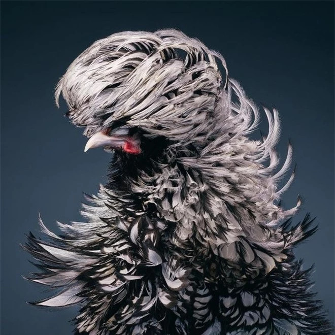 br/> Silver-Laced Rooster