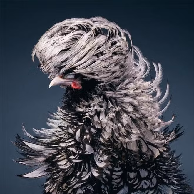 br/> Silver-Laced Rooster 